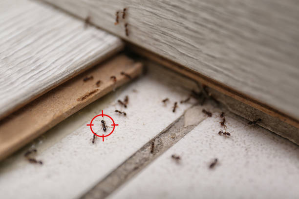 Best Rat Extermination Near Me  in Buellton, CA
