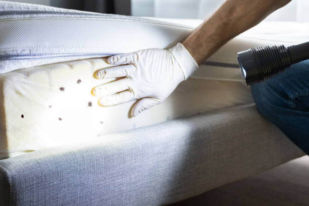 Best Local Pest Control Services  in Buellton, CA
