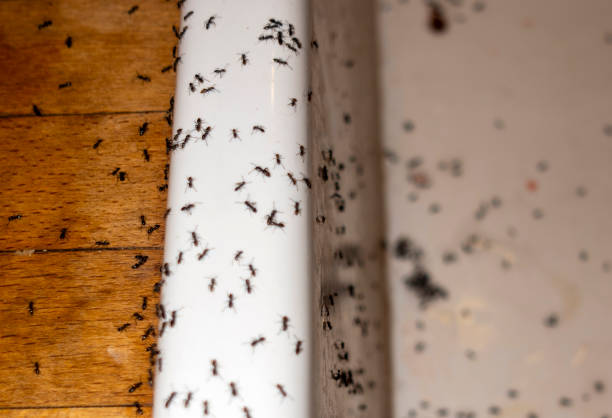Best Spider Control Near Me  in Buellton, CA