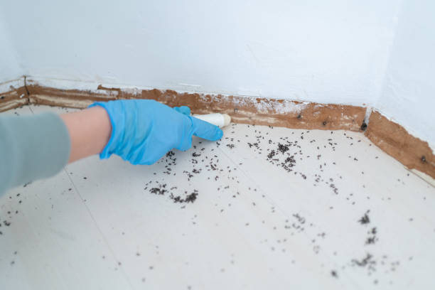 Best Exterminator Services  in Buellton, CA